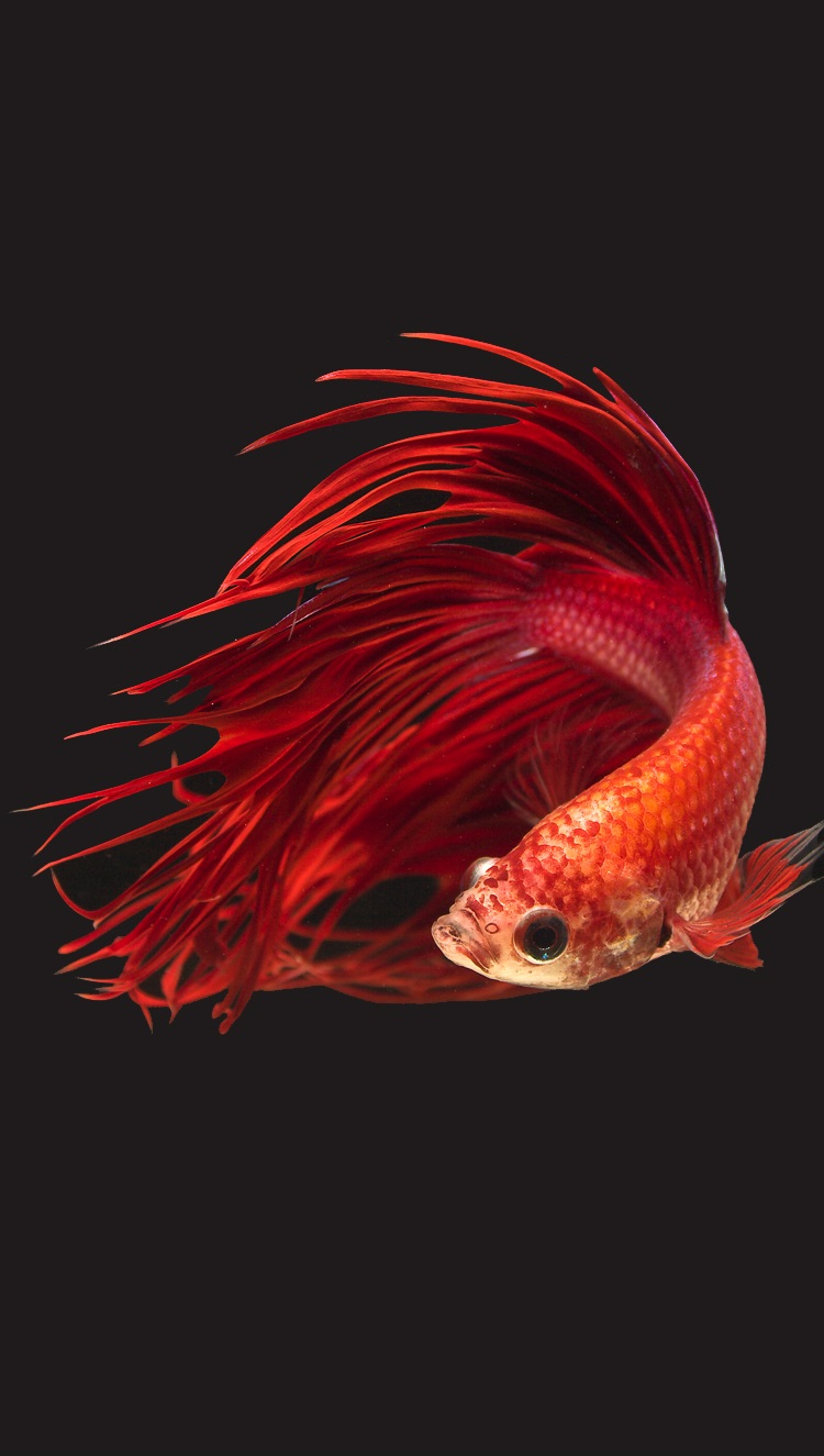 250 Hình Nền Cá 3D Đẹp Sinh Động Nhất Thế Giới Thủy Sinh