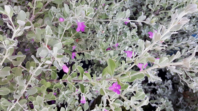 ảnh chup hoa