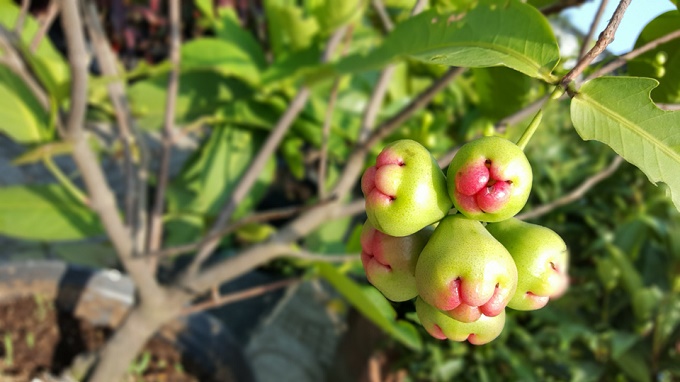 ảnh chụp trái cây